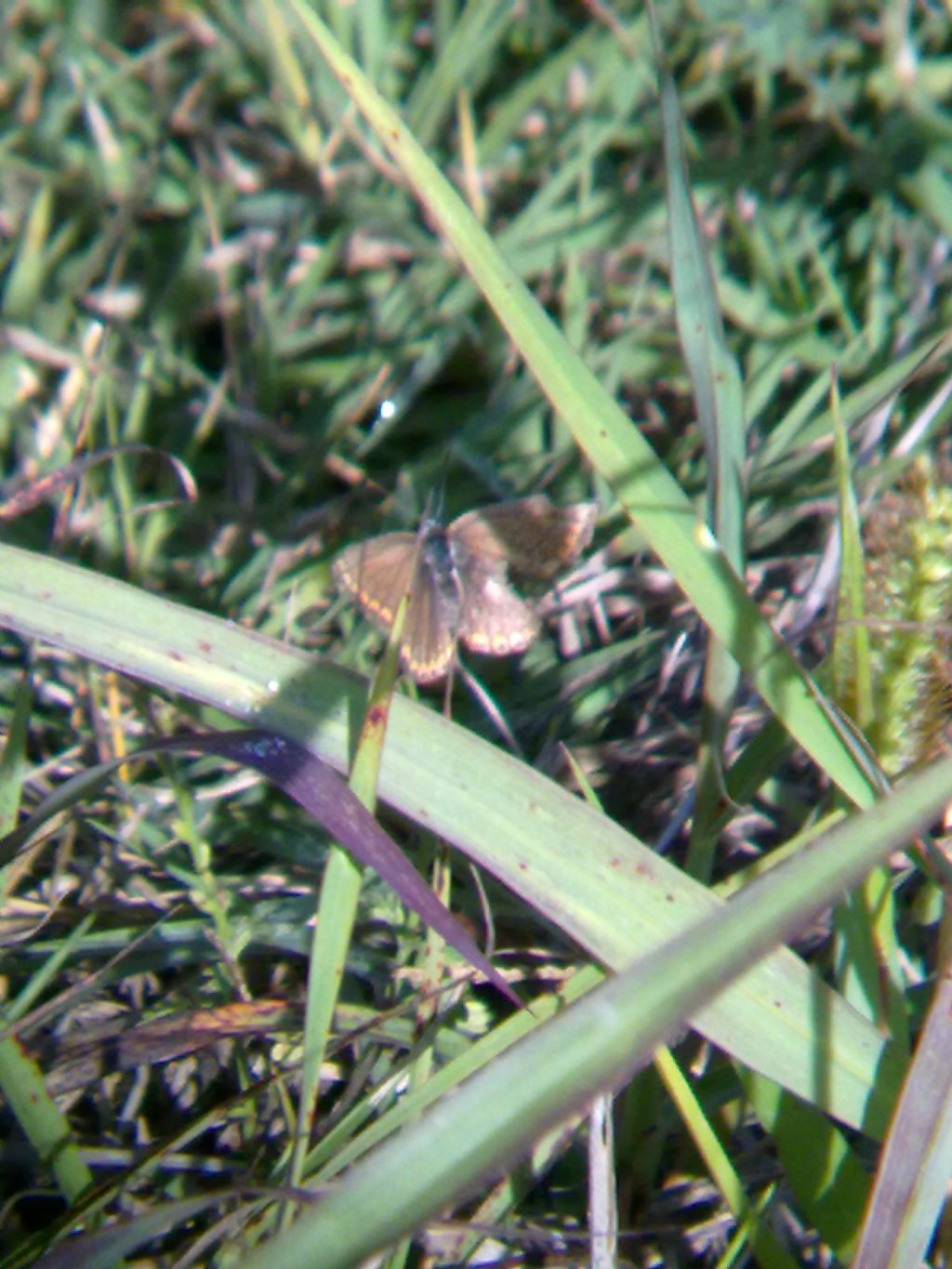 Farfalle carmagnolesi (con richiesta di ID)