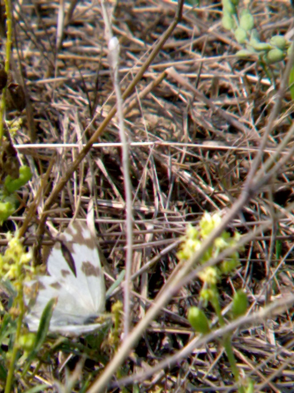 Conferma ID: Pontia edusa?