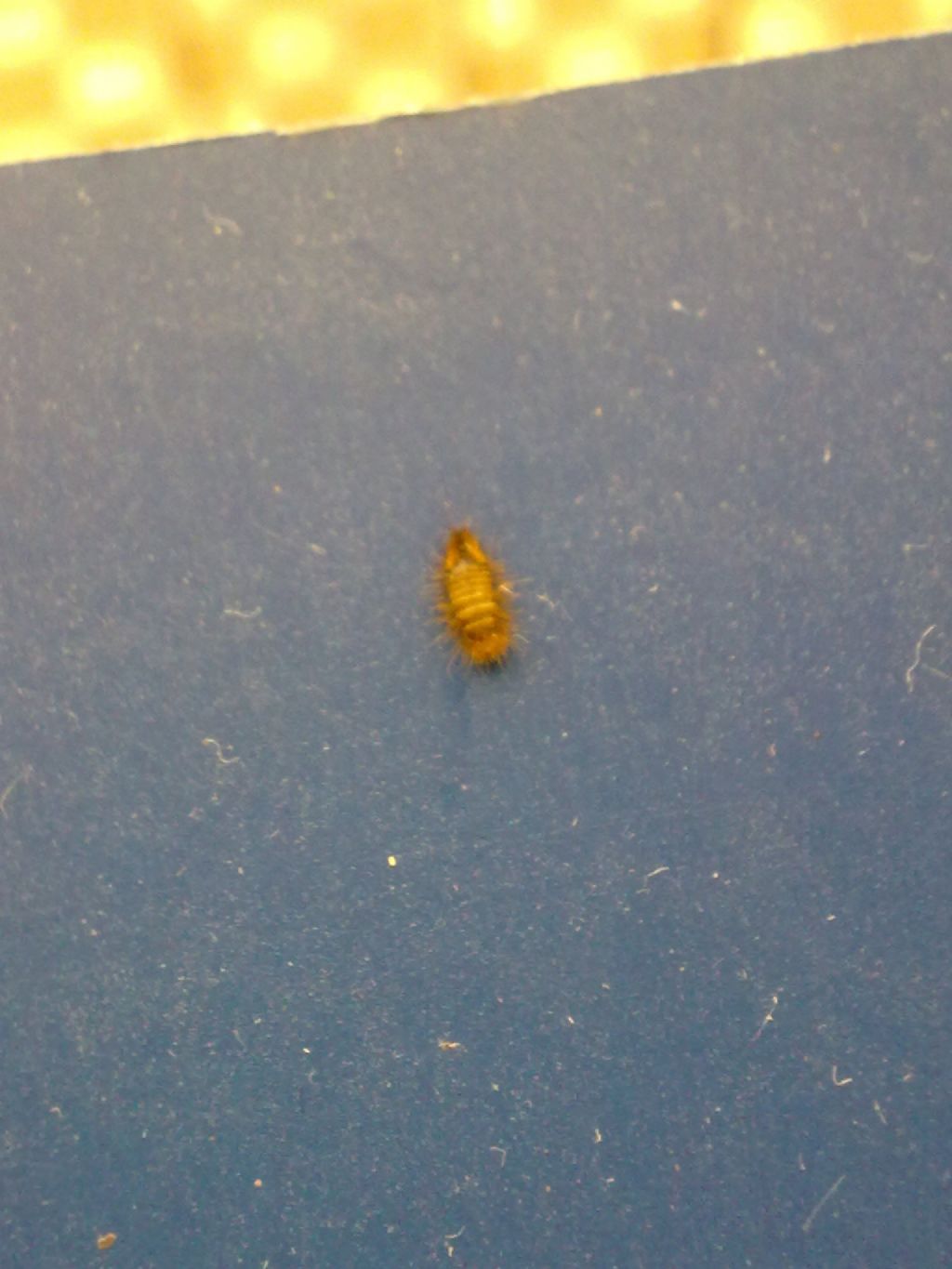 Larva di Dermestidae