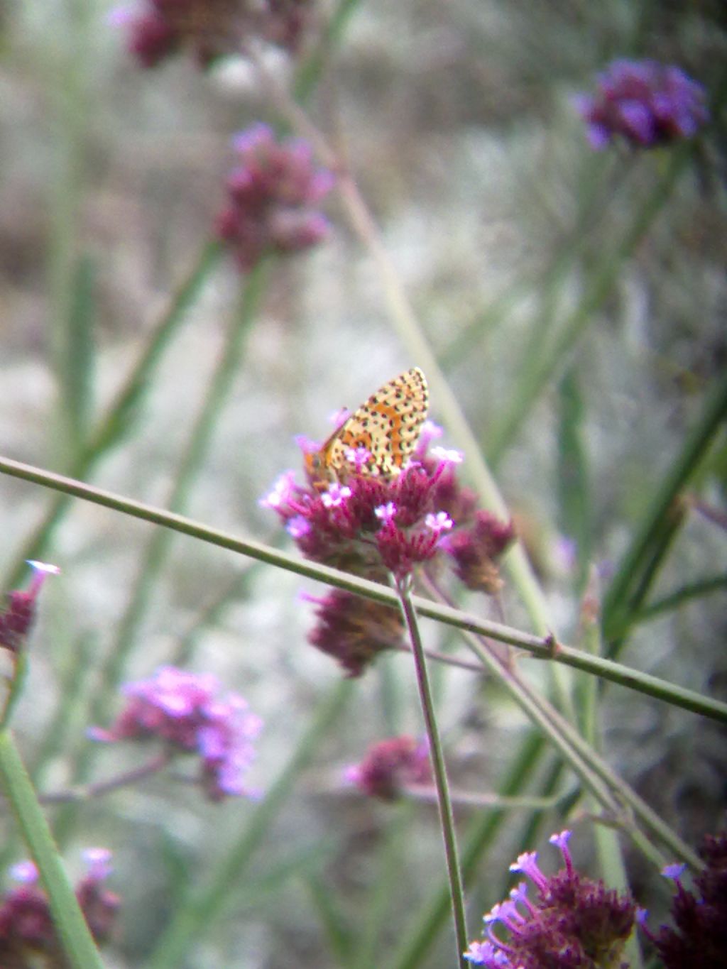 Melitaea didyma?