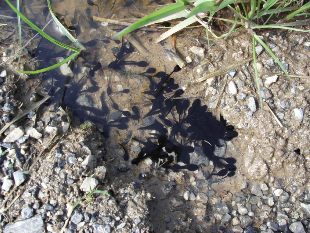 Girini cuneesi da ID - Bufo sp.