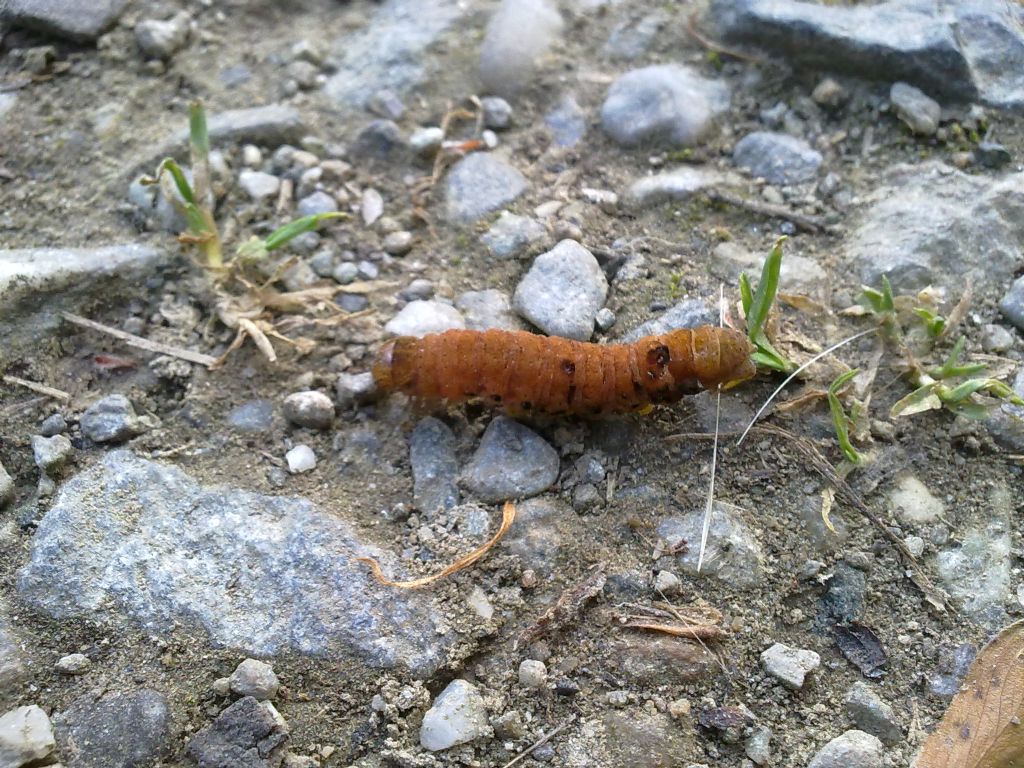 Larva di Noctuidae