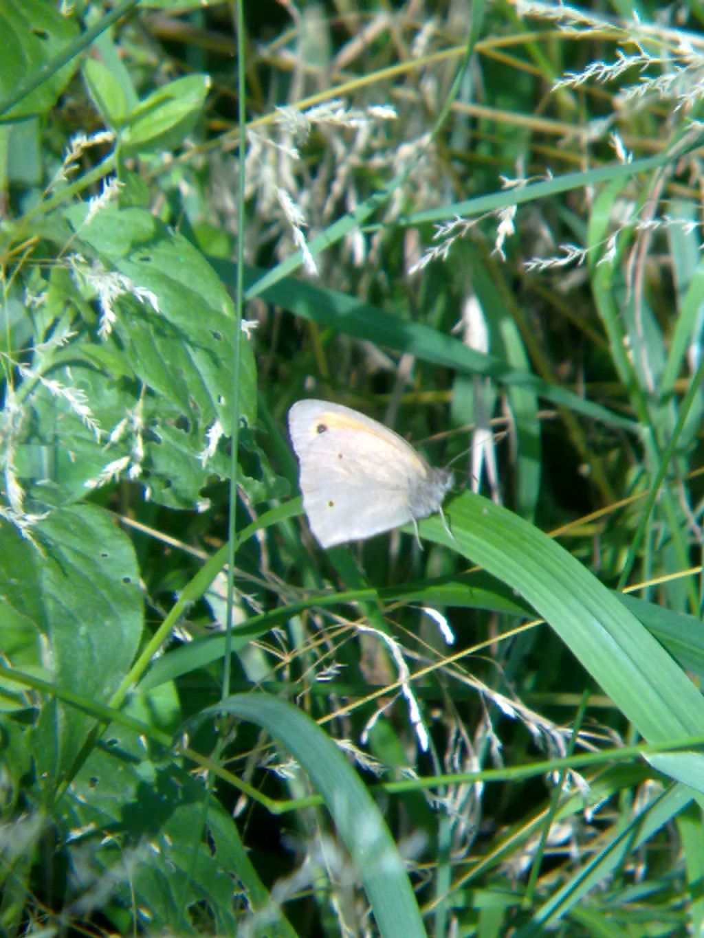 Coenonympha pamphilus?