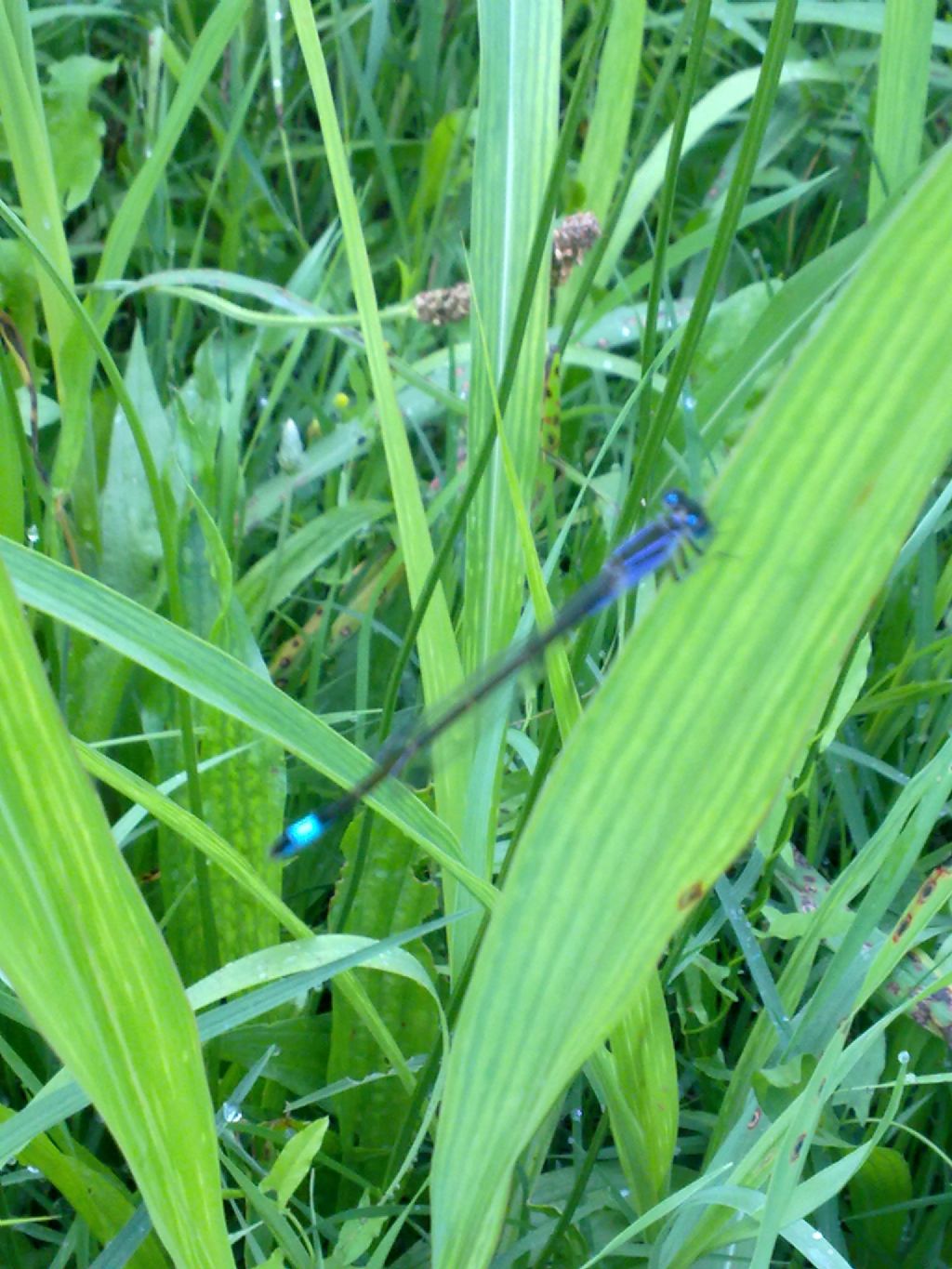 Ischnura elegans violetta