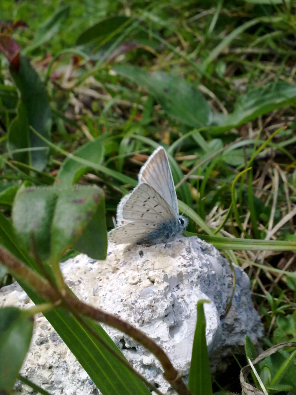 Farfalle trentine