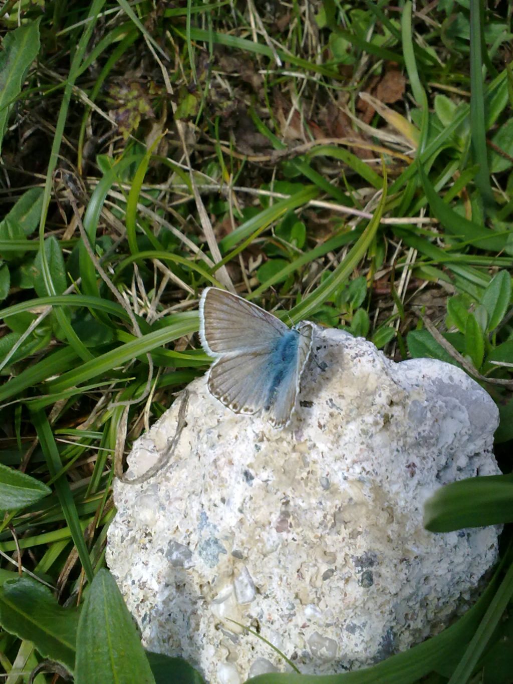 Farfalle trentine