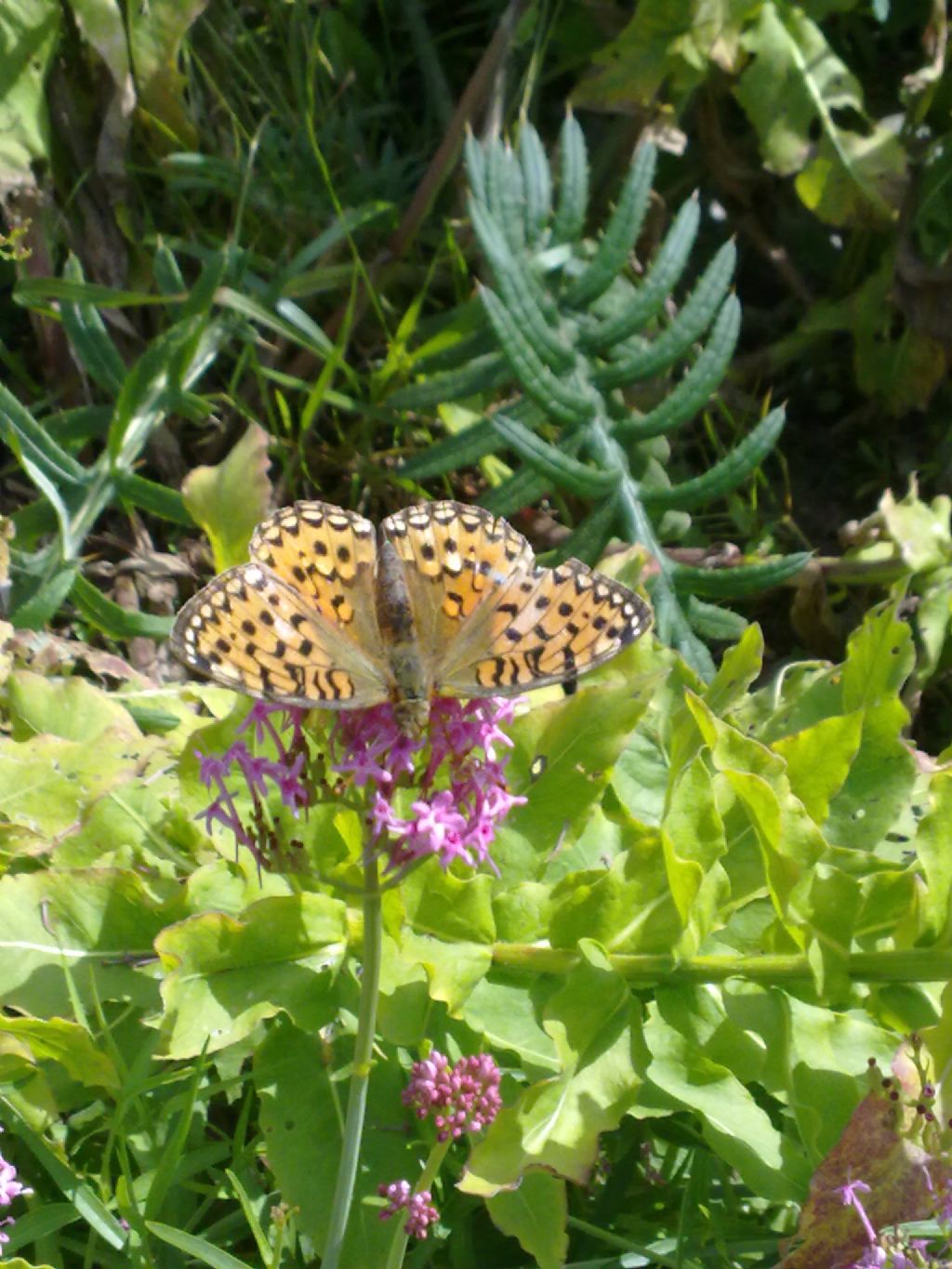 Farfalle trentine