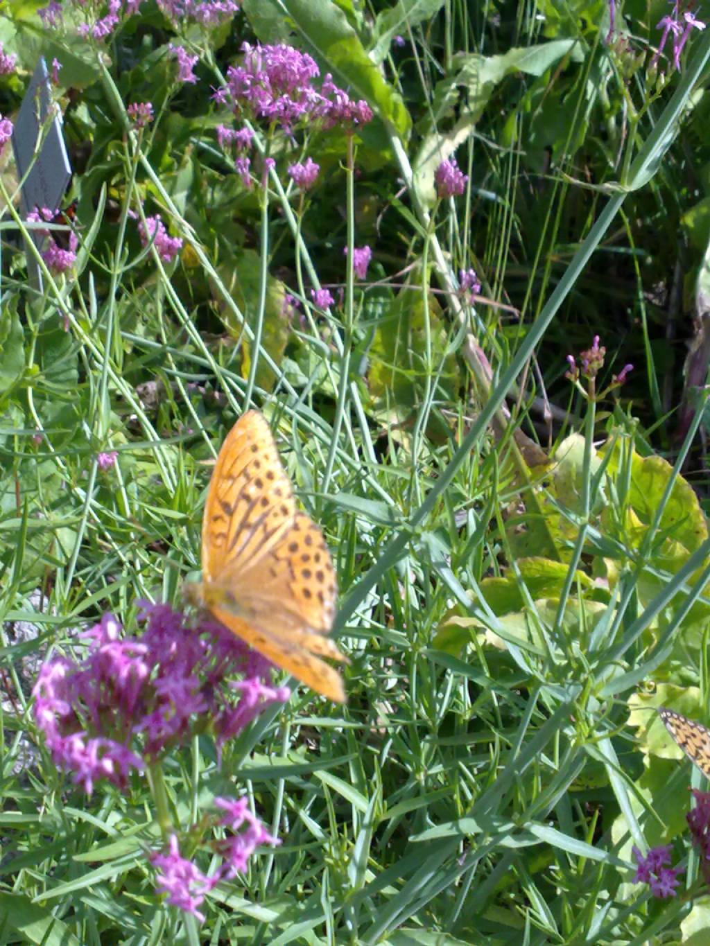 Farfalle trentine