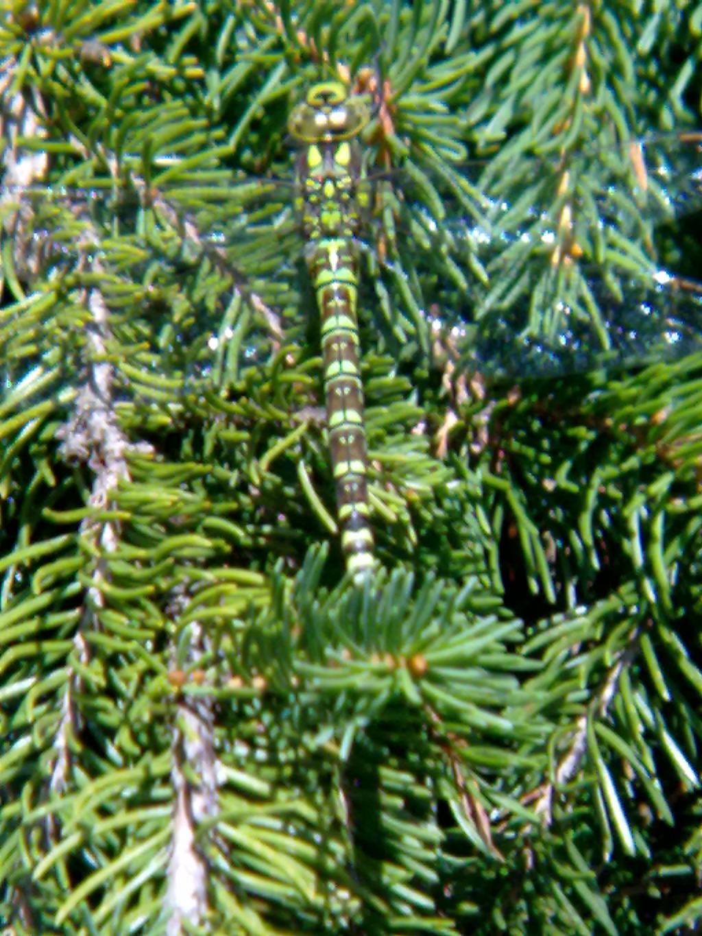 Libellule del trentino