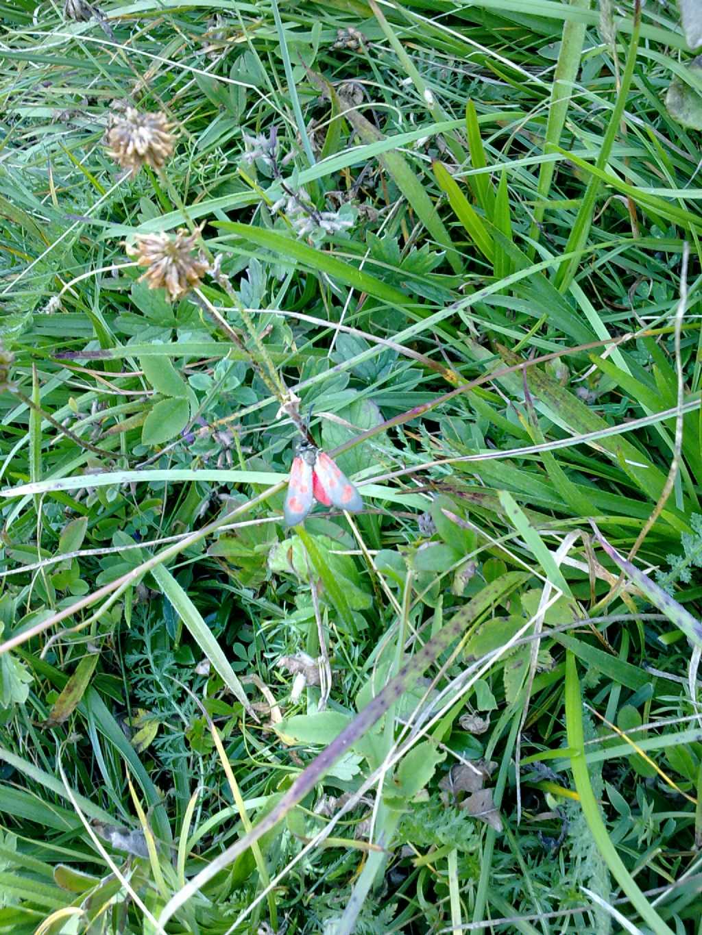 Farfalle trentine