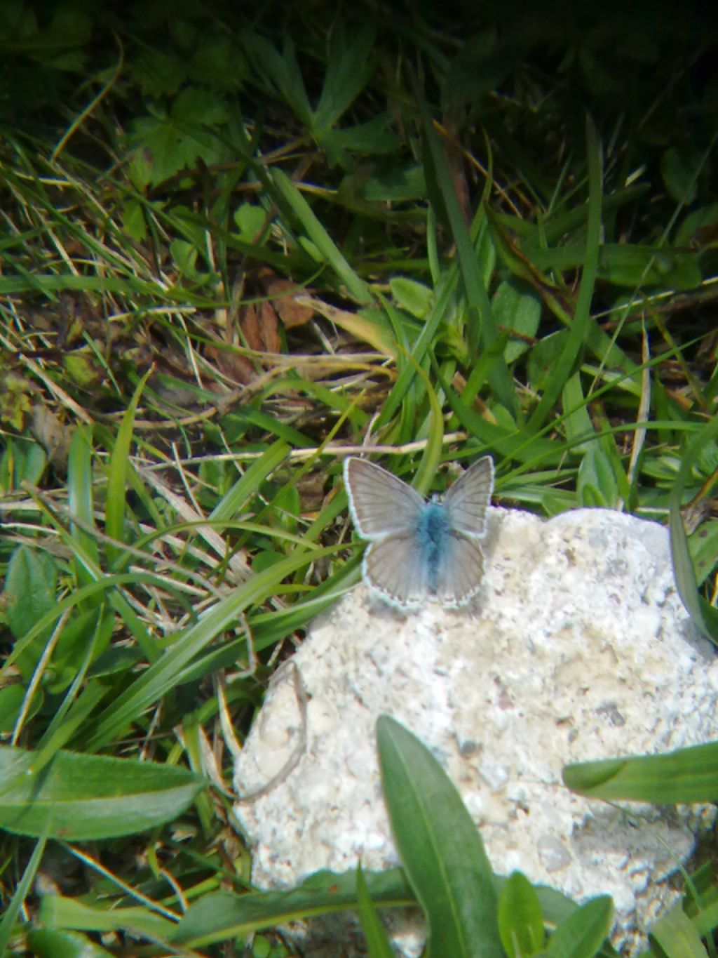 Farfalle trentine