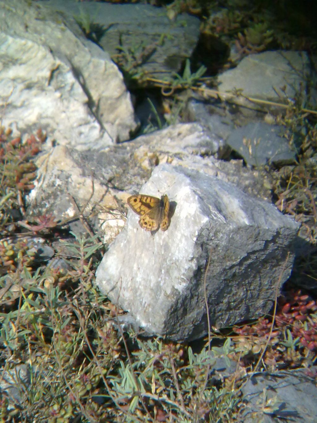 Farfalle della Valle Stura (Demonte, CN)