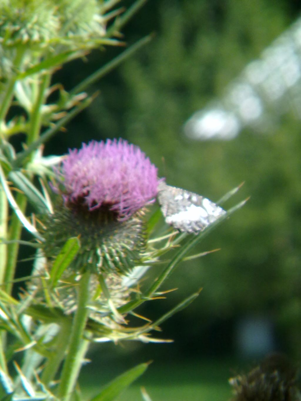 Farfalle della Valle Stura (Demonte, CN)