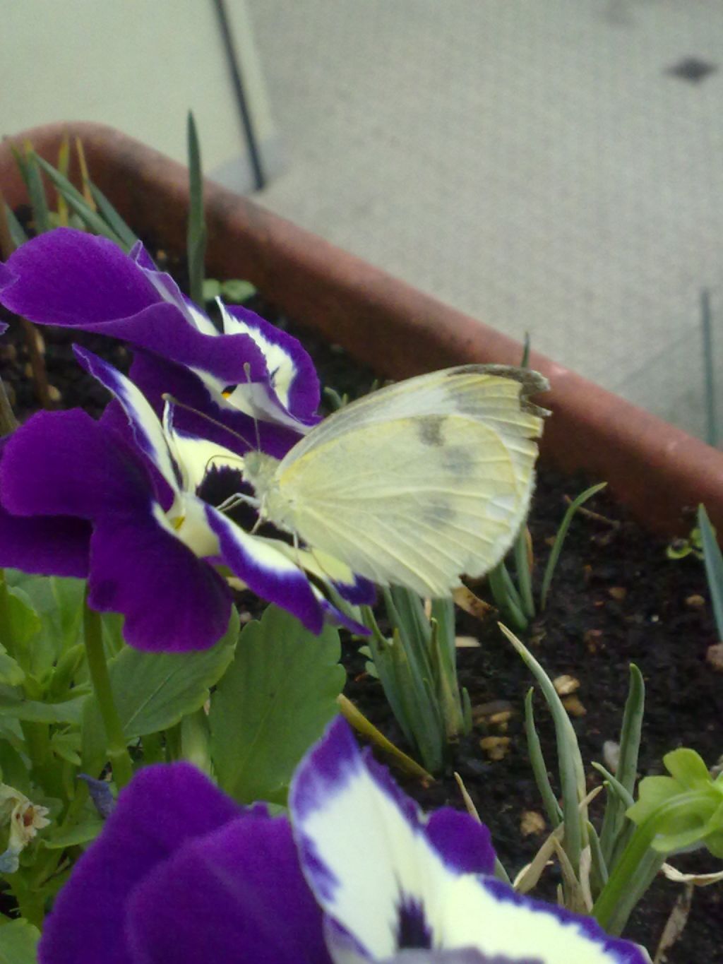 Pieris da confermare