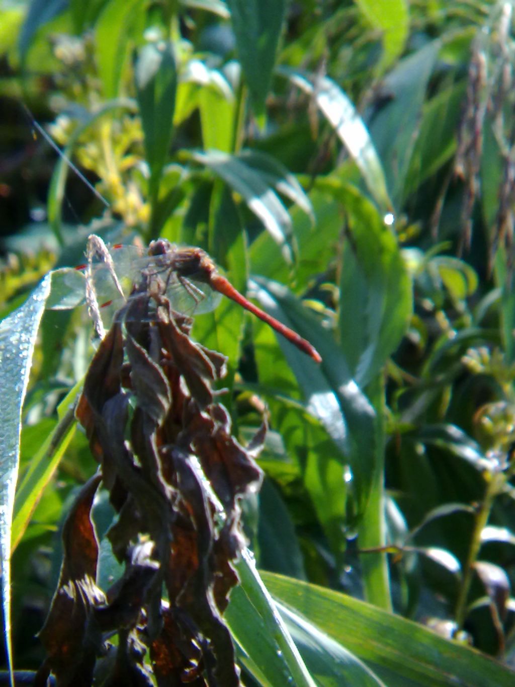 probabile Sympetrum meridionale