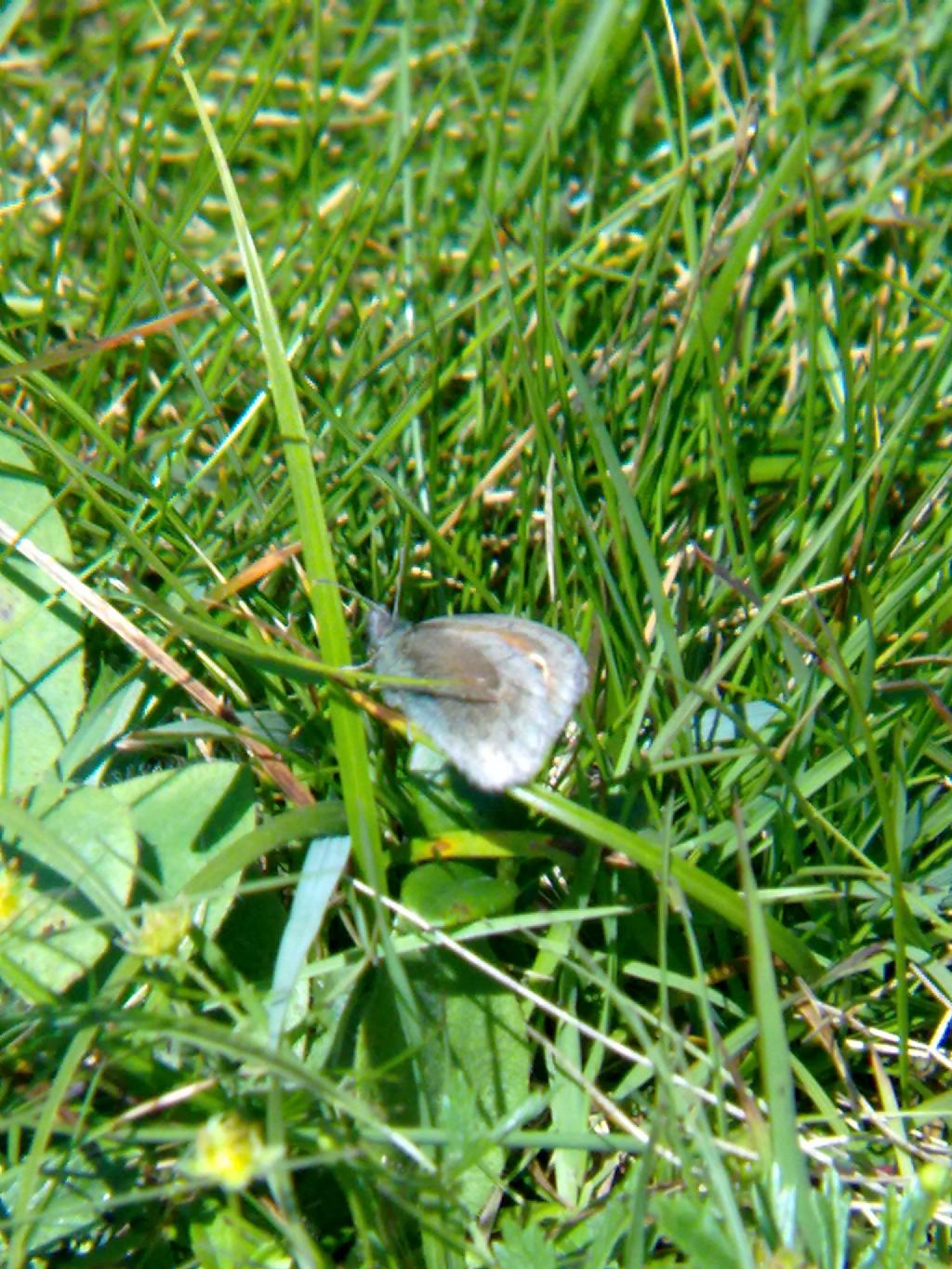 Coenonympha pamphilus? S