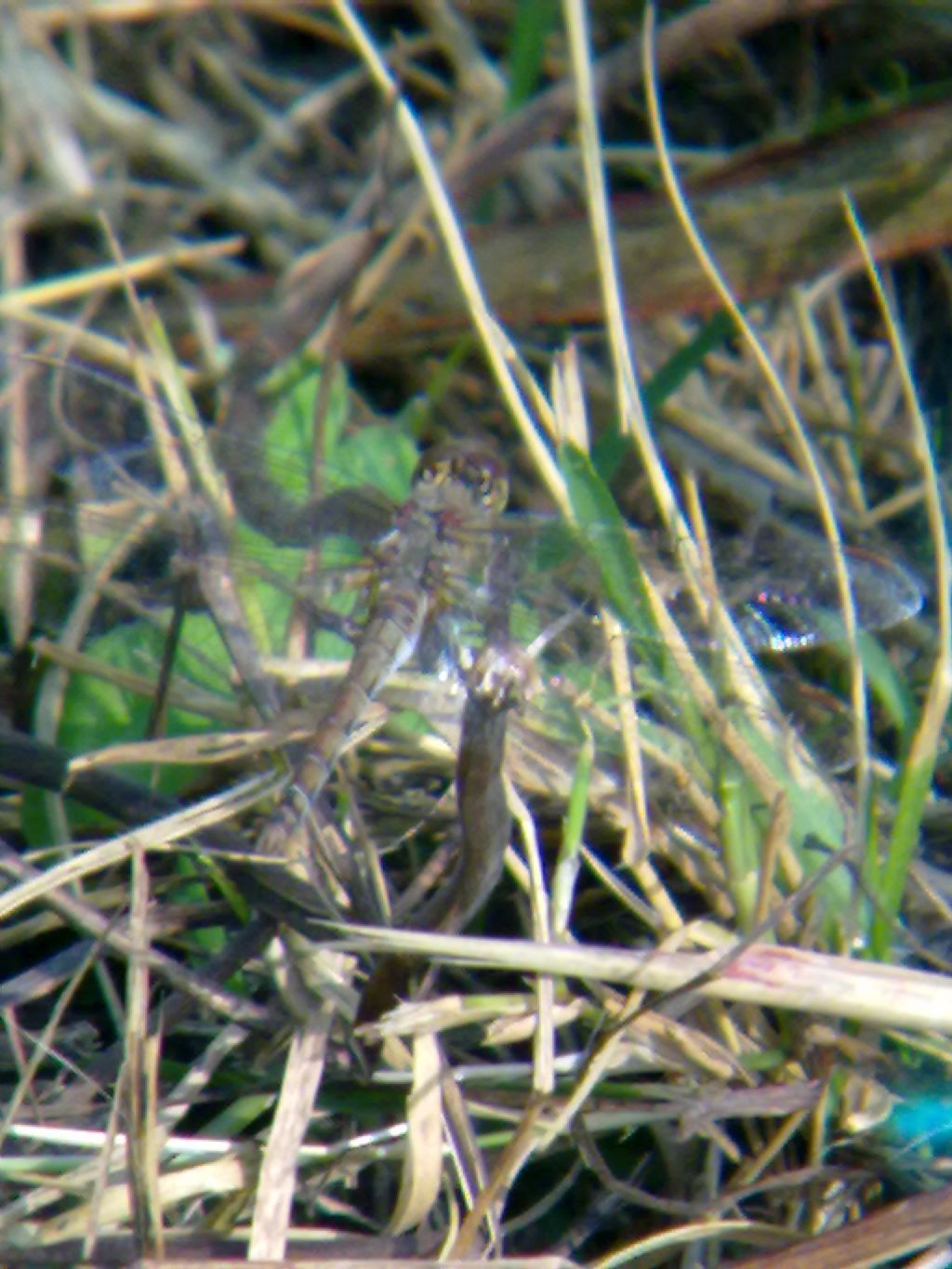 quale Sympetrum?