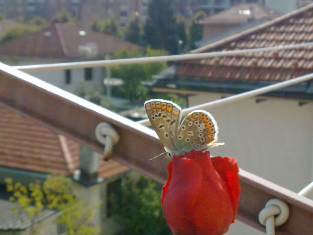 Polyommatus (Polyommatus) icarus