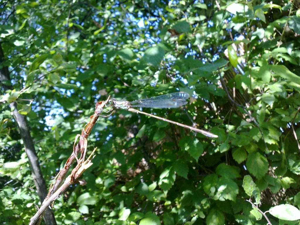 Lestidae:  Chalcolestes sp.