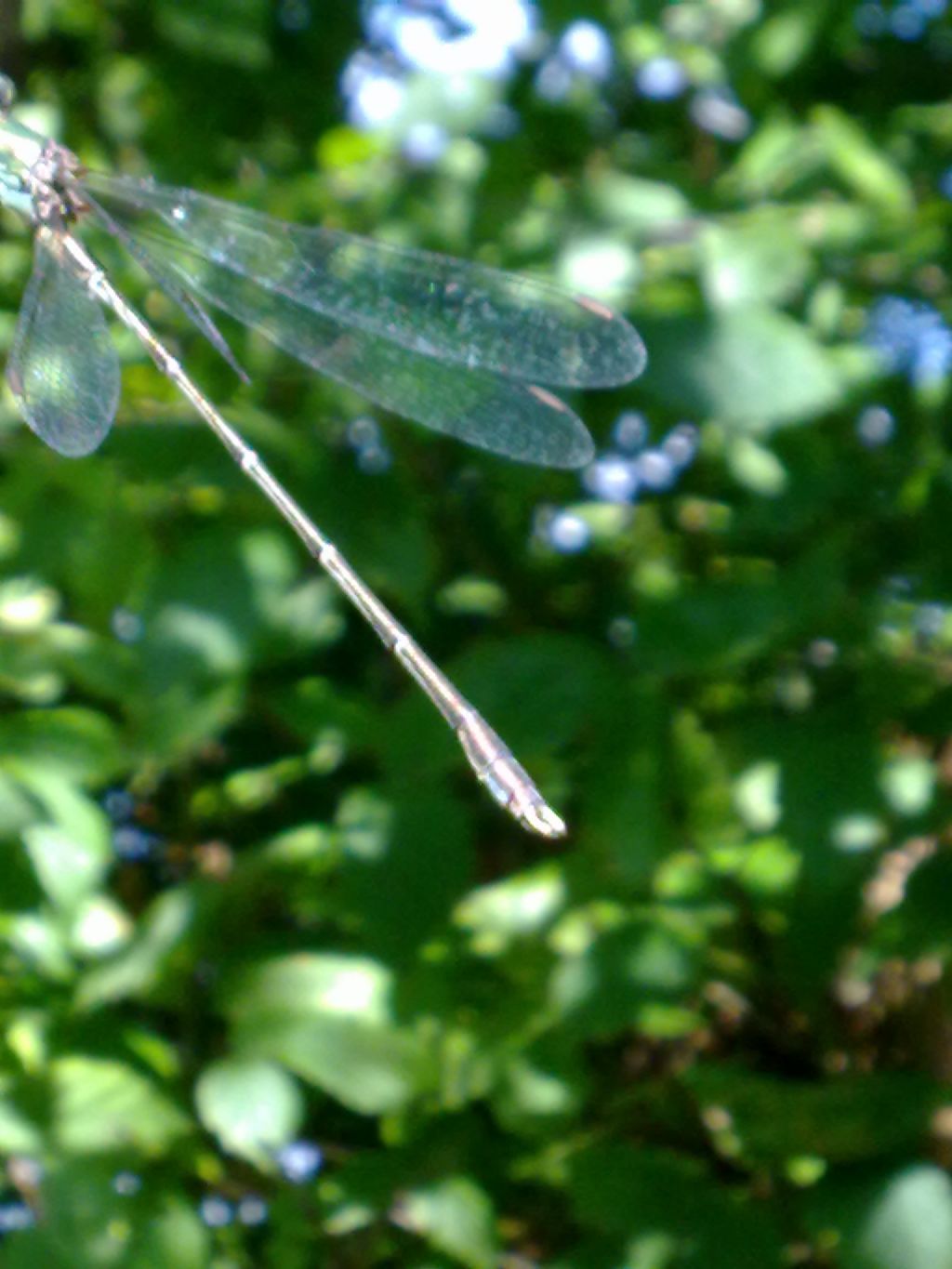 Lestidae:  Chalcolestes sp.