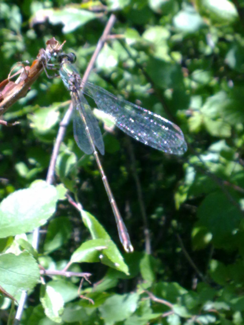 Lestidae:  Chalcolestes sp.