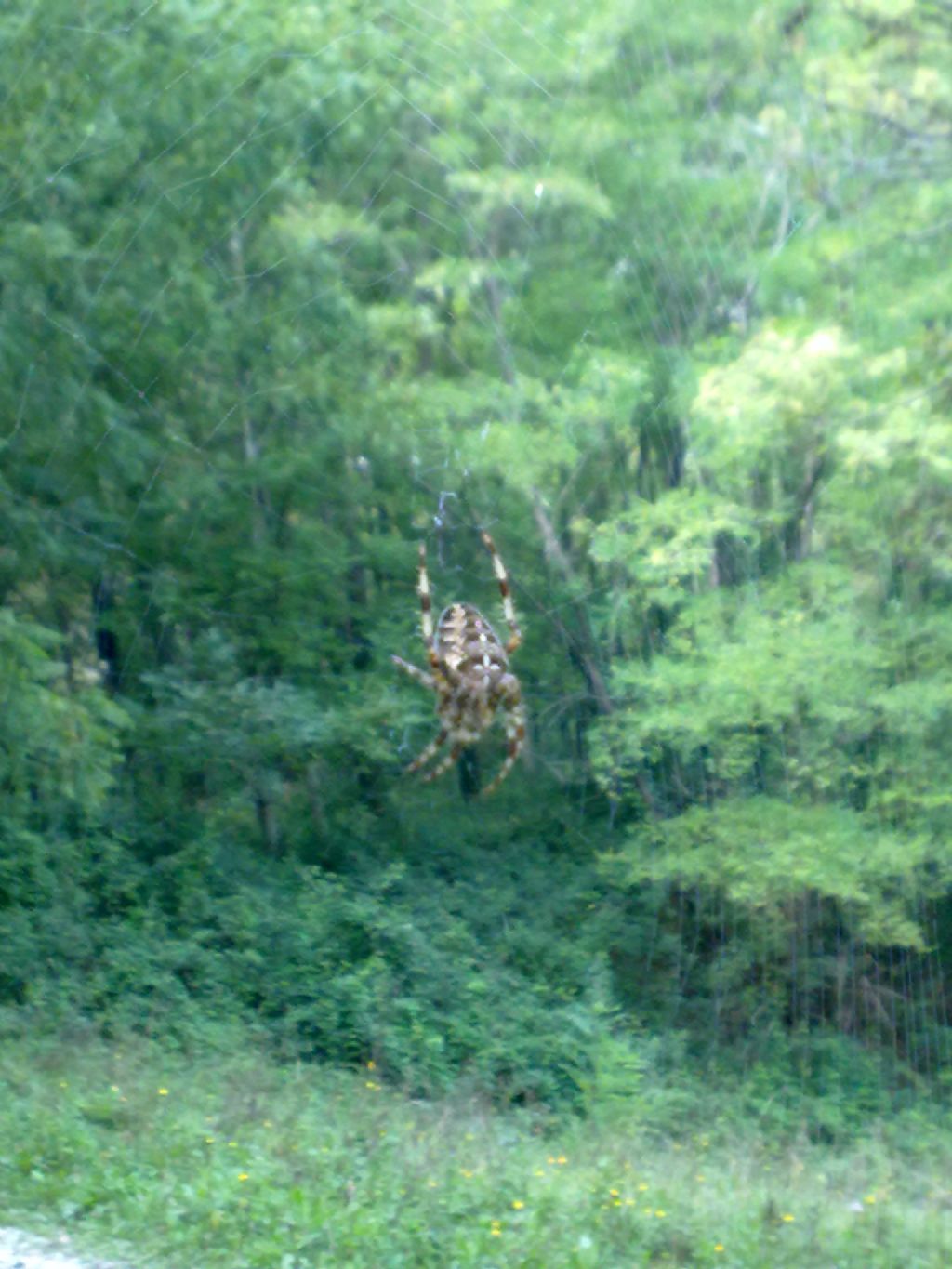 Araneus diadematus - Riserva del Cornino (UD)