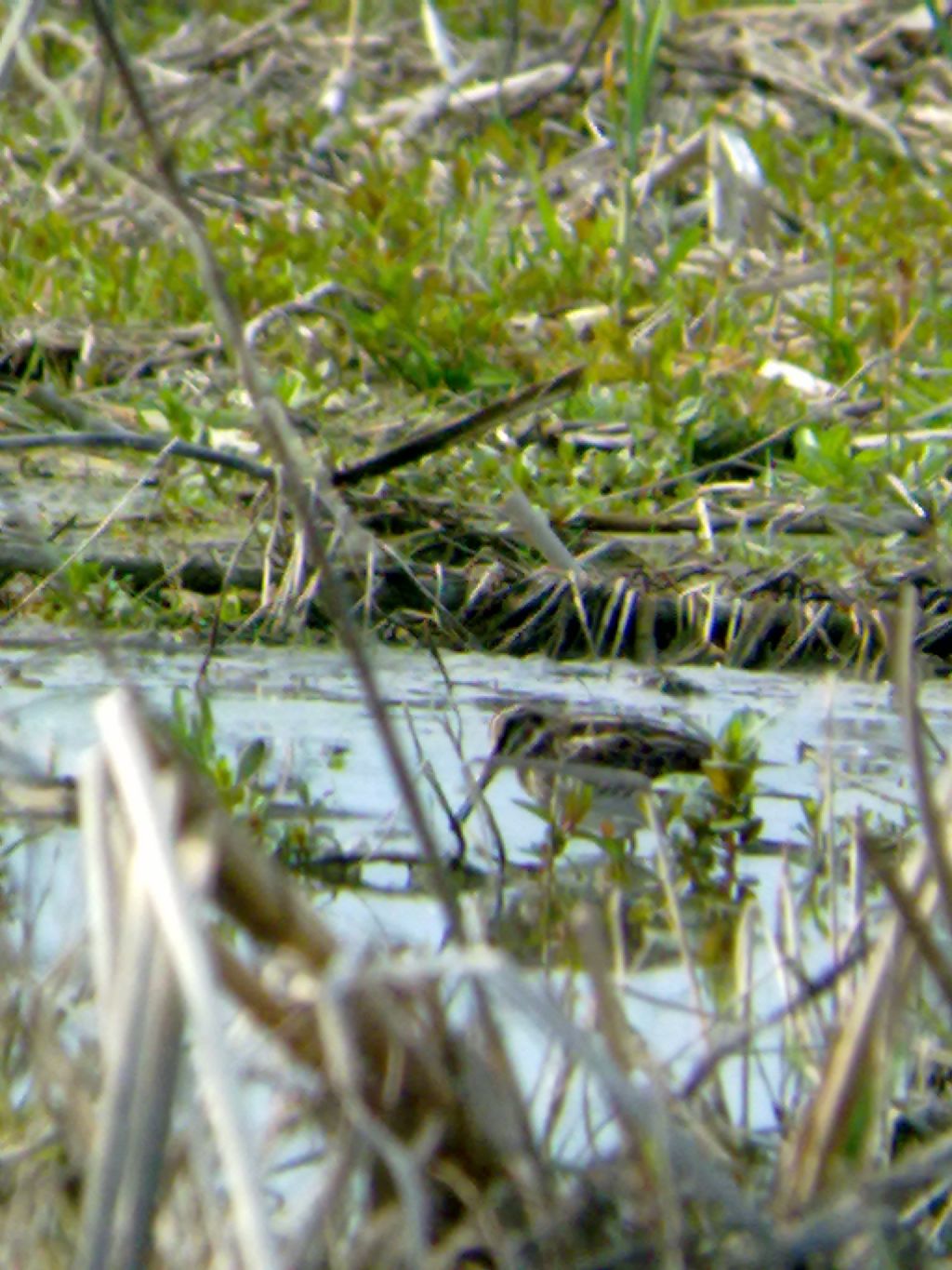 Frullino (Lymnocryptes minimus) a Racconigi