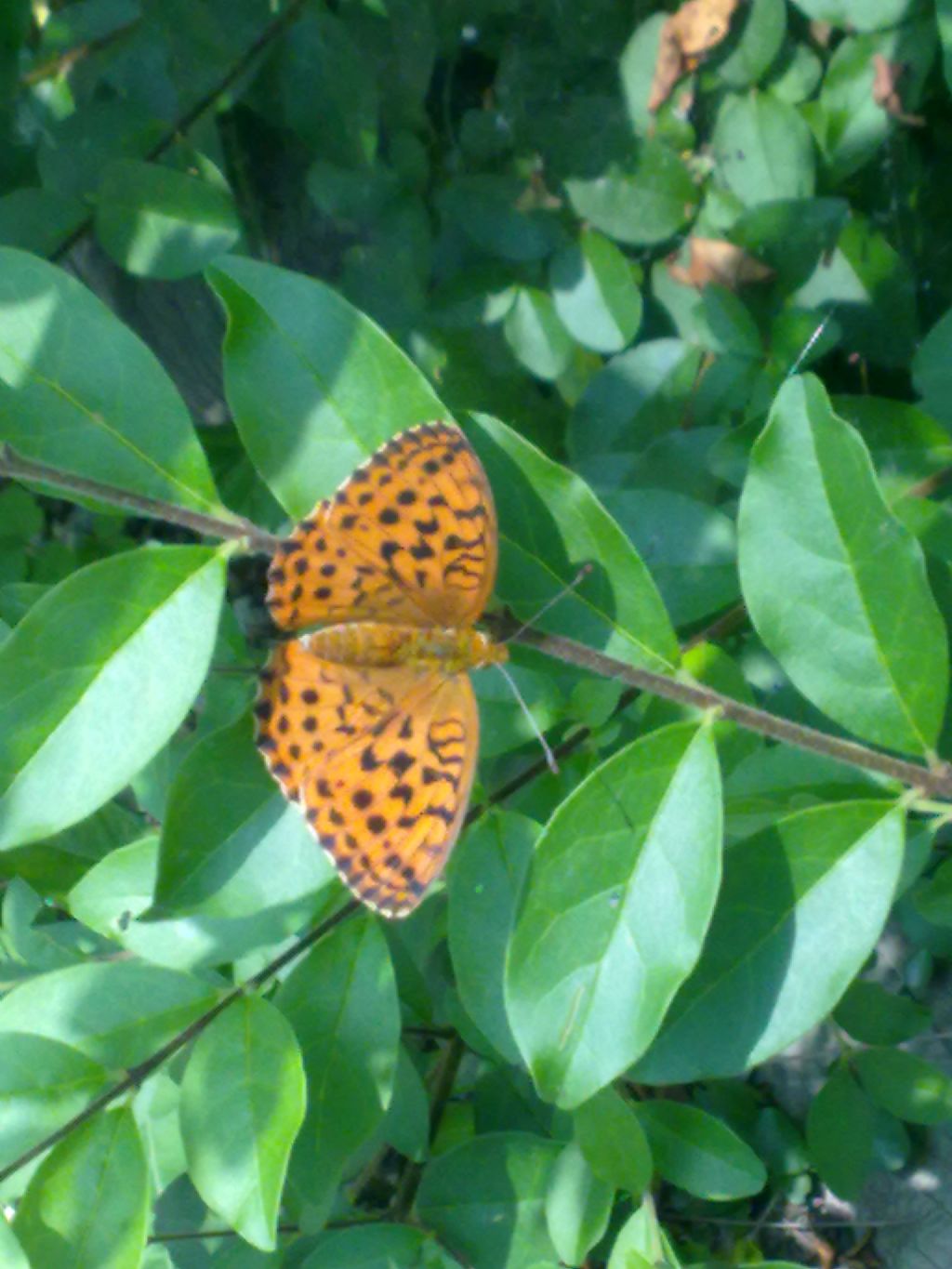 lepidotteri da ID