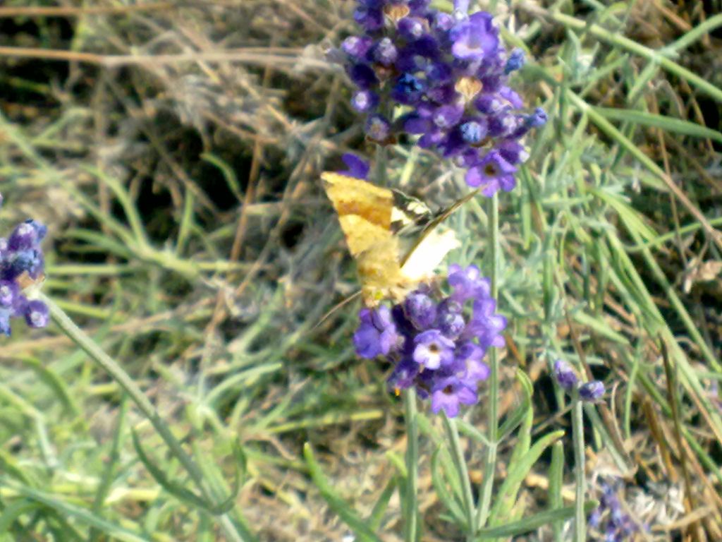 lepidotteri da ID