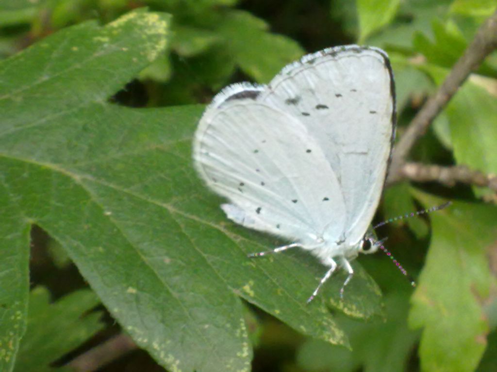 lepidotteri da ID