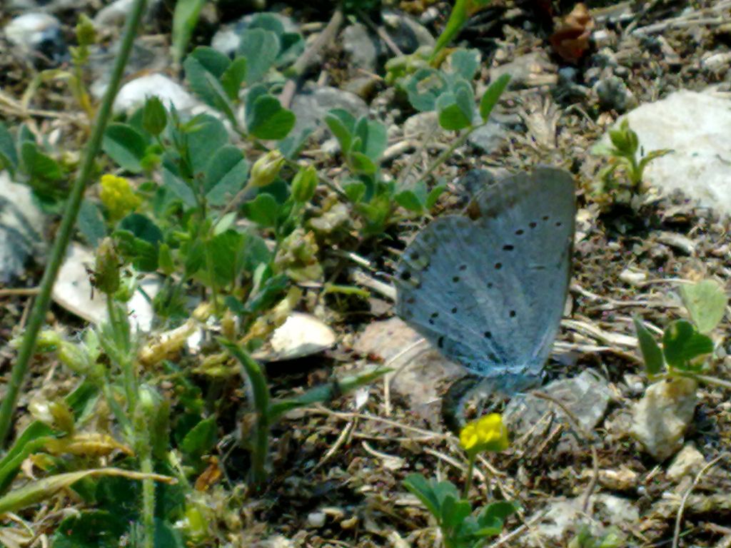 lepidotteri da ID