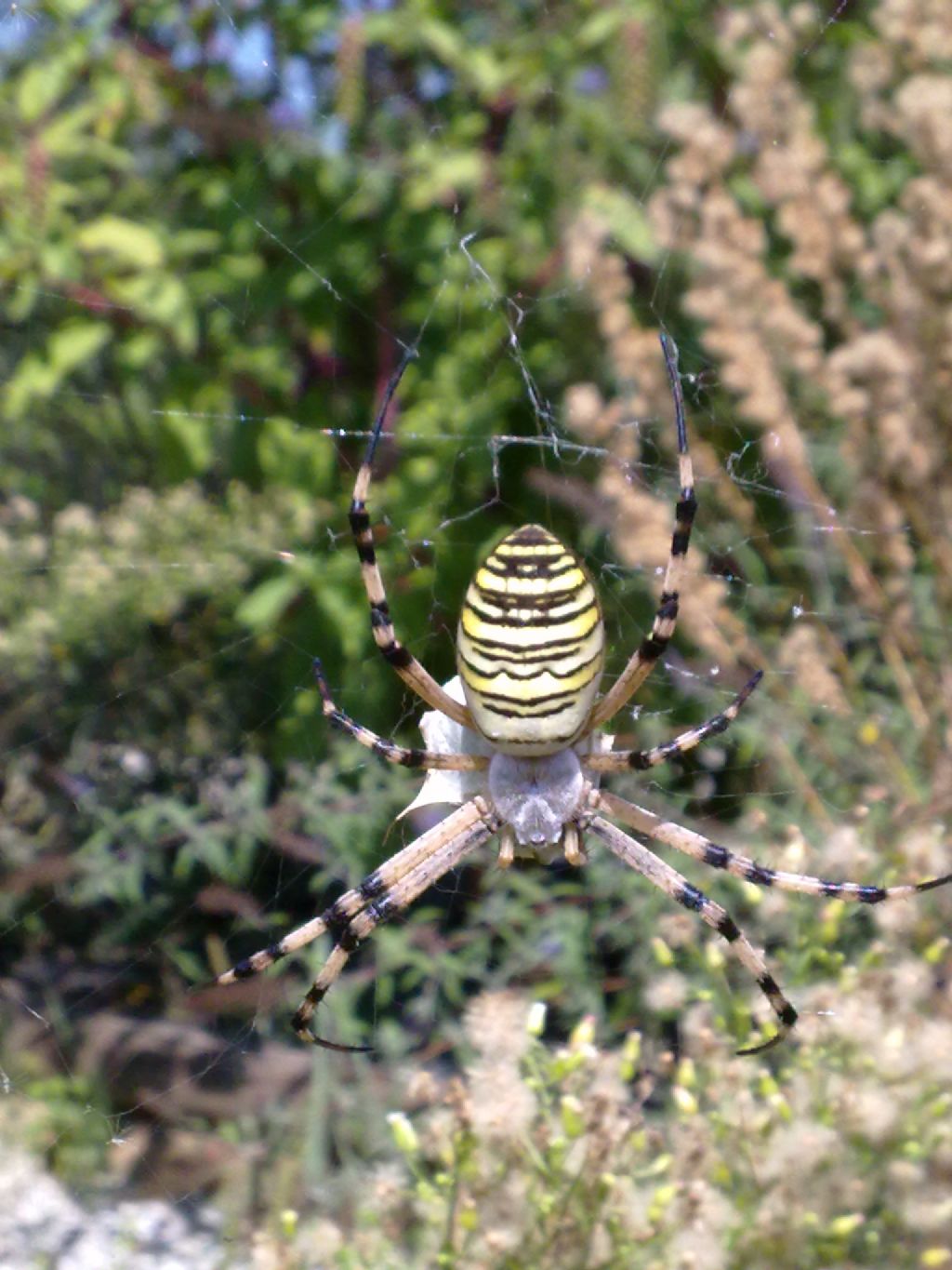 Argiope bruennichi cuneese