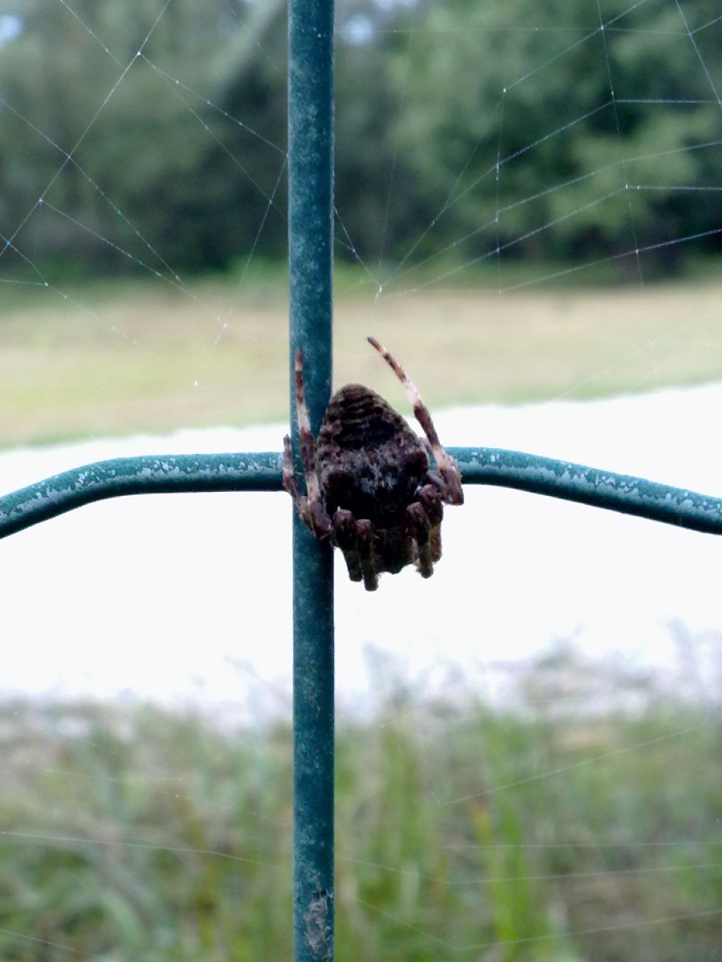 Araneus angulatus - Sant''Albano Stura (CN)