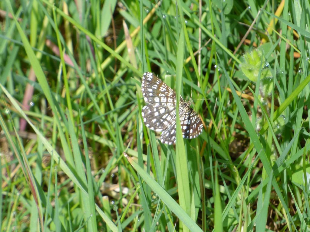 indeterminato torinese - Chiasmia clathrata, Geometridae