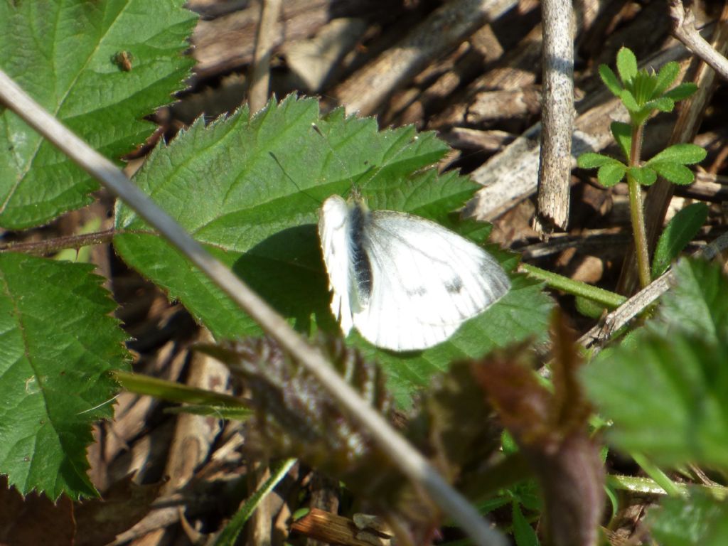 Pieris mannii? No, Pieris napi, Pieridae