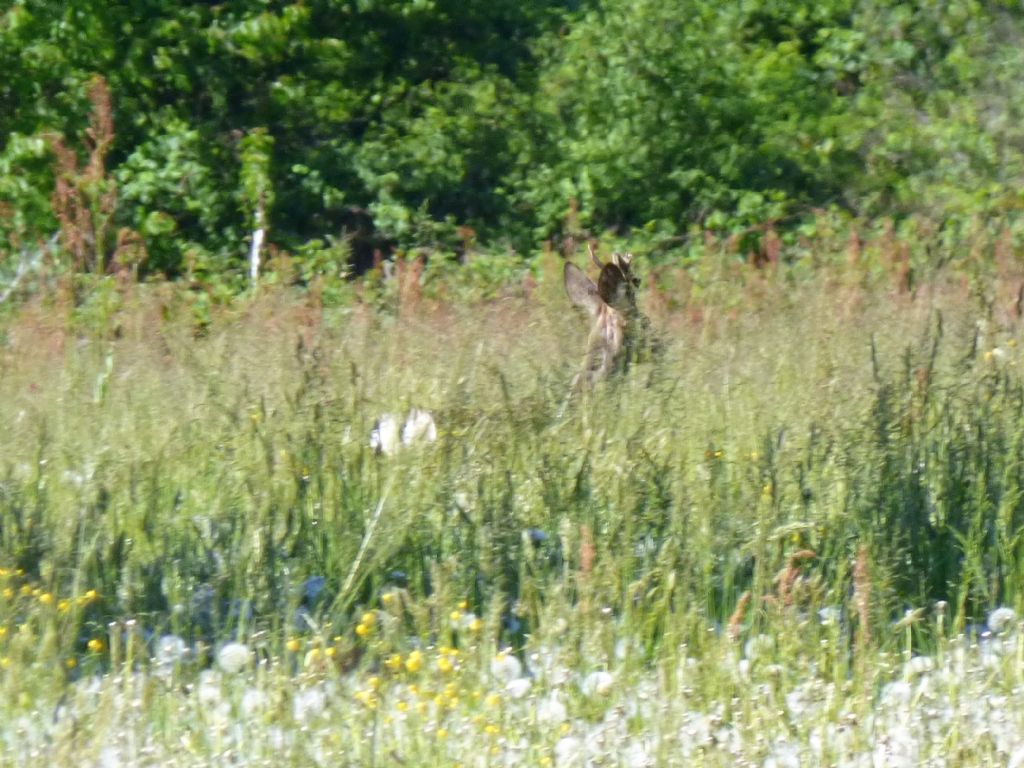 capriolo torinese