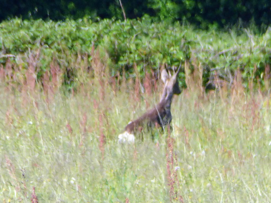 capriolo torinese