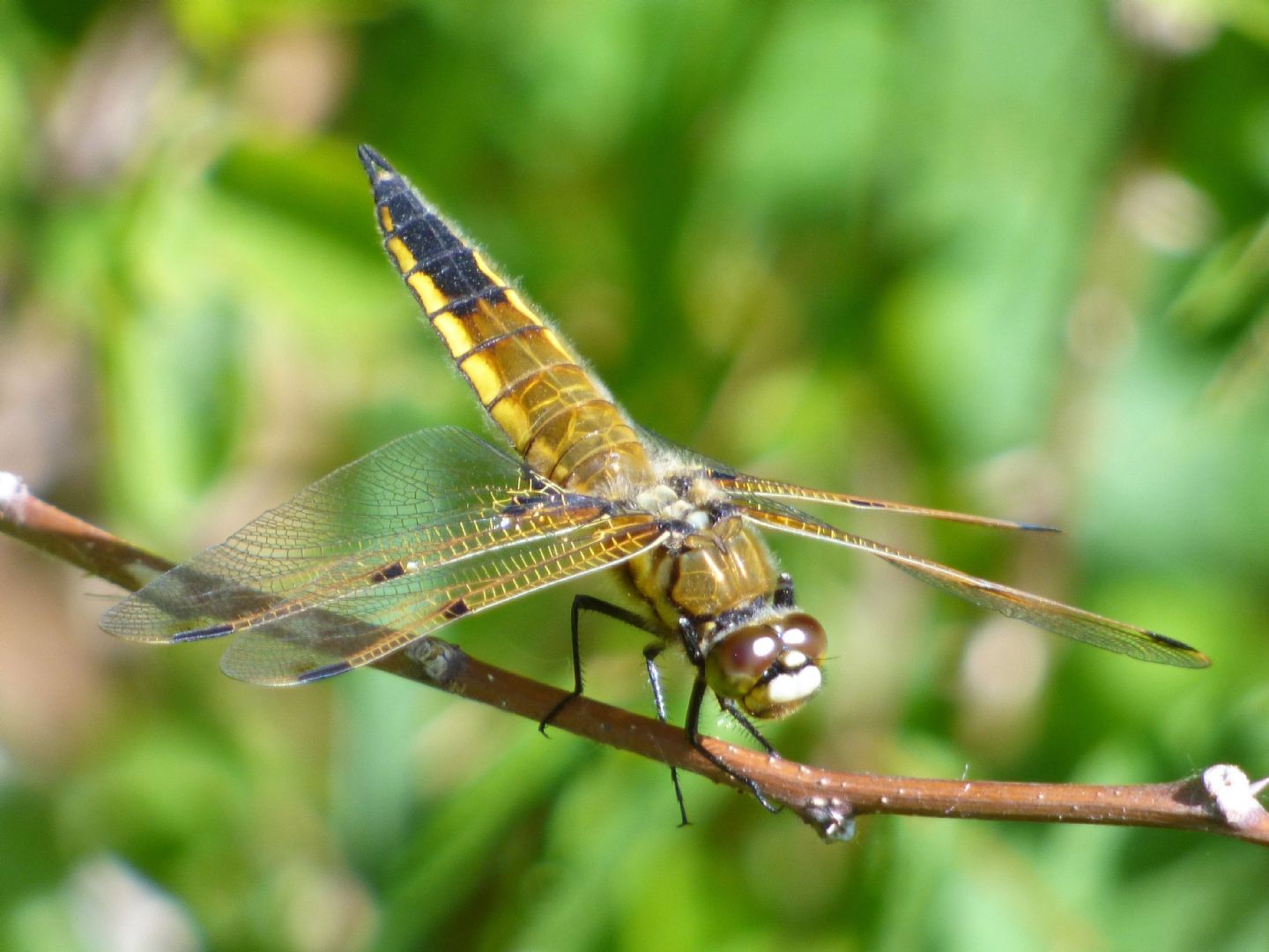 Libellula quadrimaculata torinese