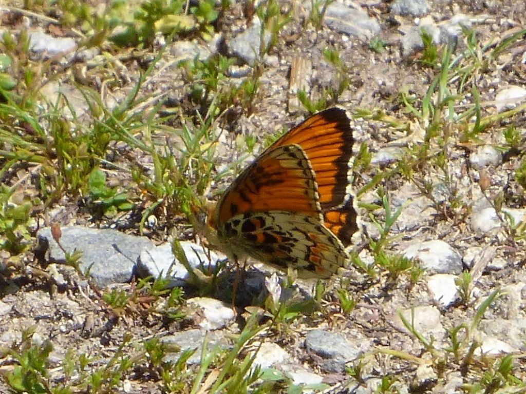 misteriosa farfalla cuneese - Aberrazione di Melitaea (cfr.) phoebe