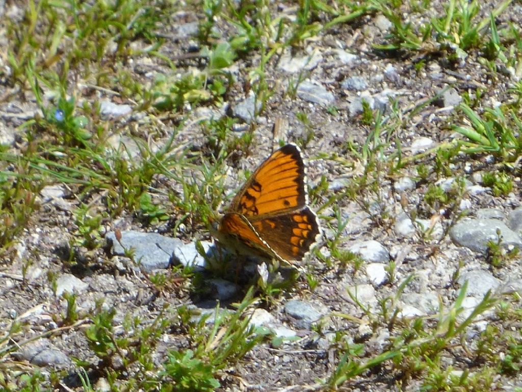 misteriosa farfalla cuneese - Aberrazione di Melitaea (cfr.) phoebe