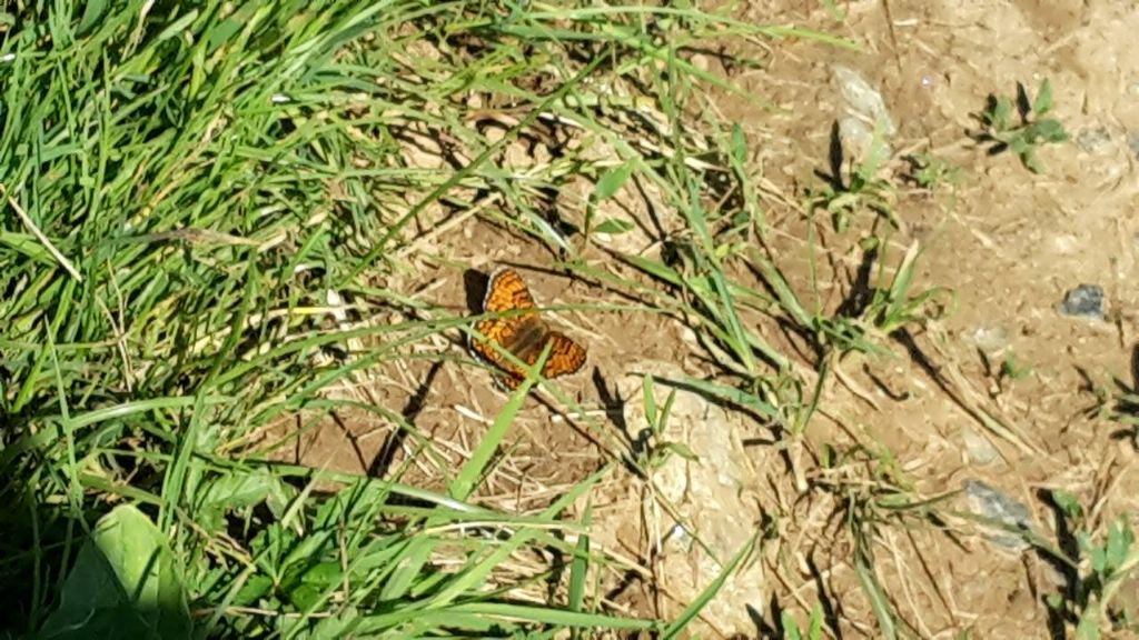 misteriosa farfalla torinese 2 - Melitaea phoebe, Nymphalidae