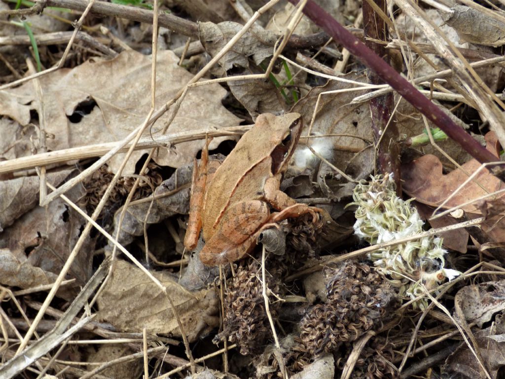 Rana dalmatina torinese