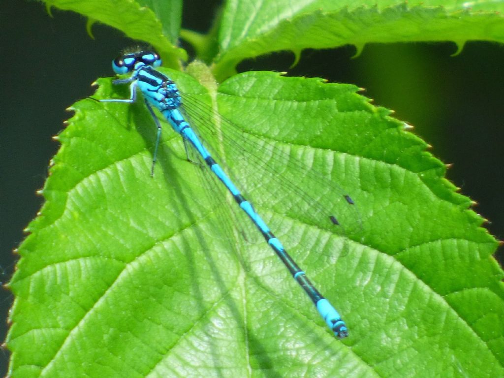 Coenagrion puella cuneese