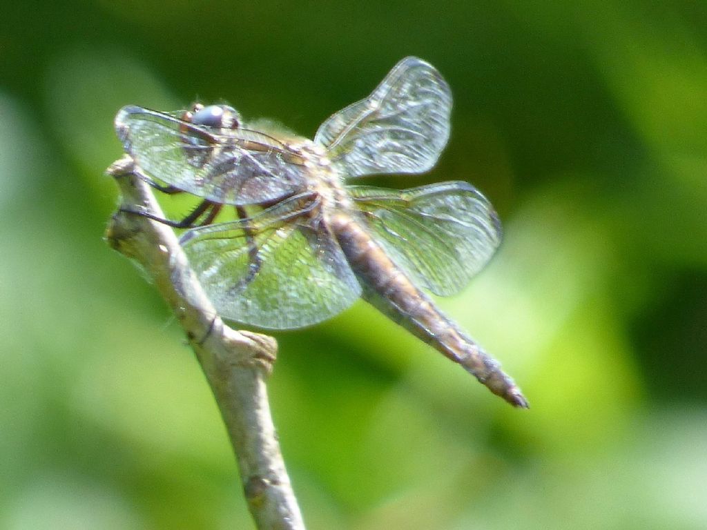 Libellula fulva cuneese, femmina