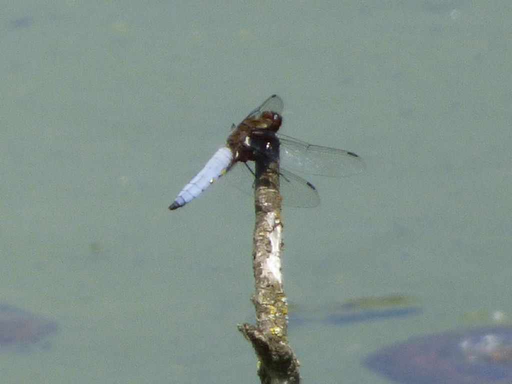 Libellula depressa cuneese