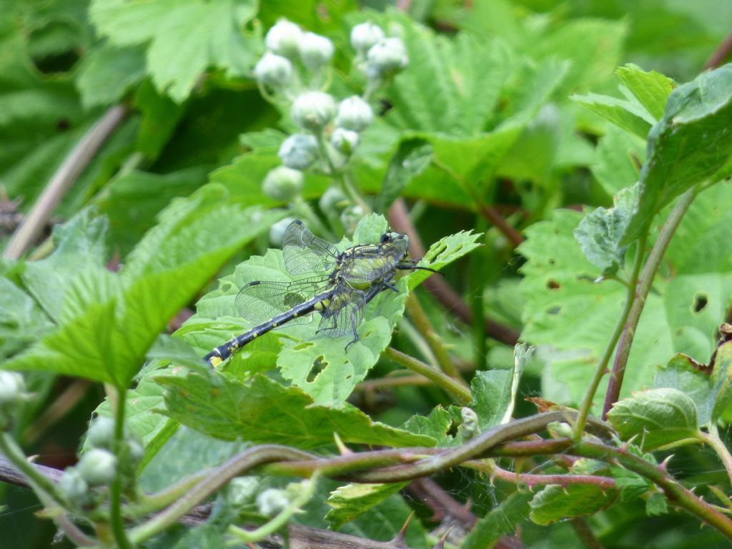 Gomphus vulgatissimus