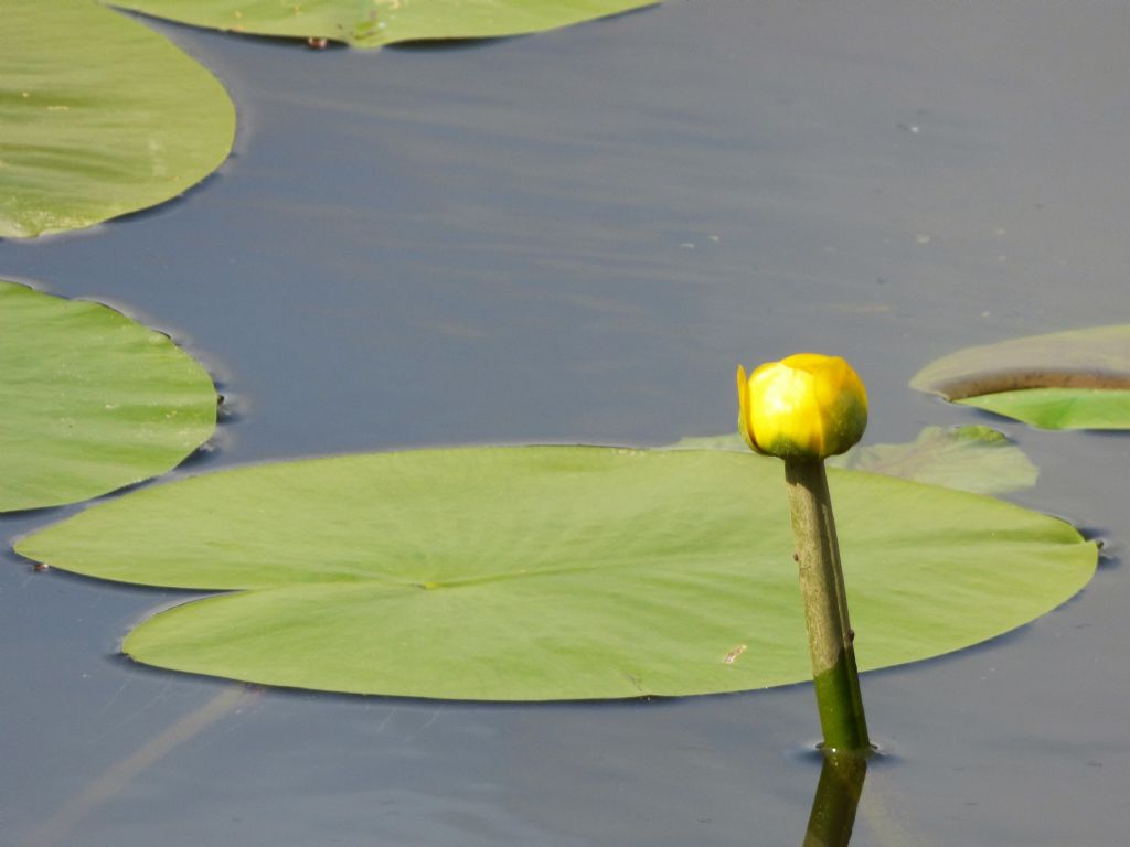 Nuphar luteum