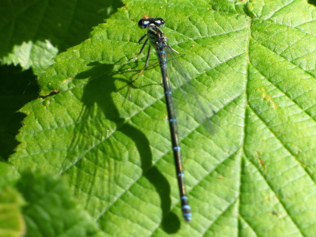 Coenagrion puella f. torinese