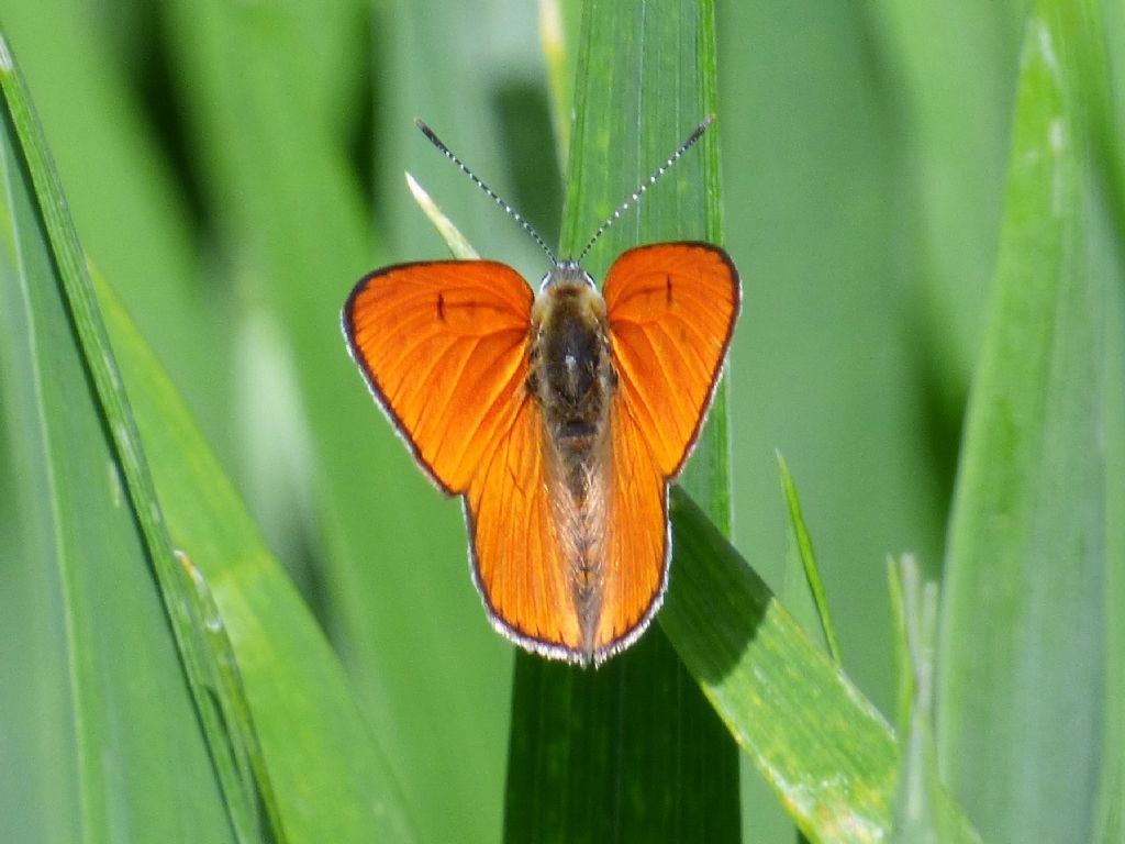 LYCAENA DISPAR torinese