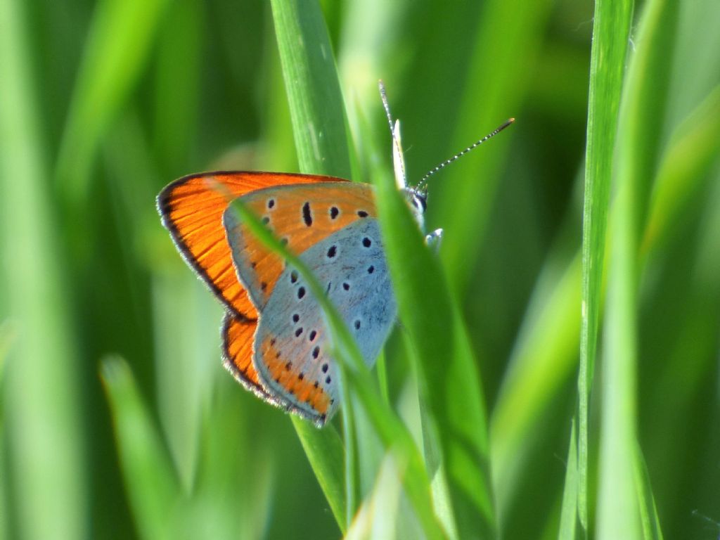 LYCAENA DISPAR torinese